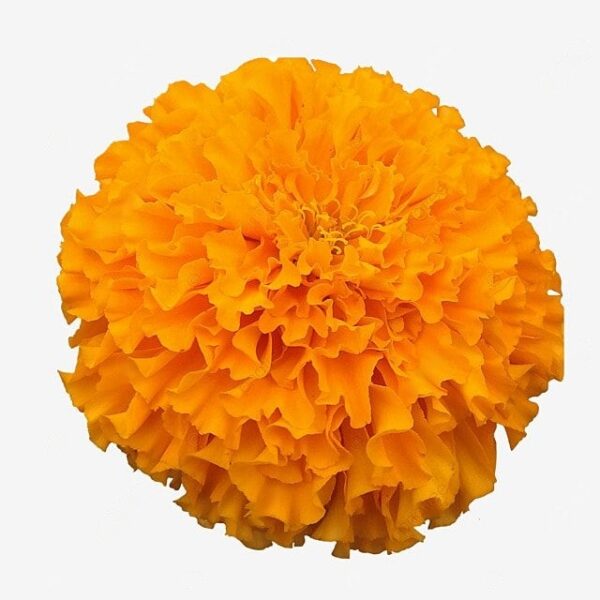 Saffron Marigold
