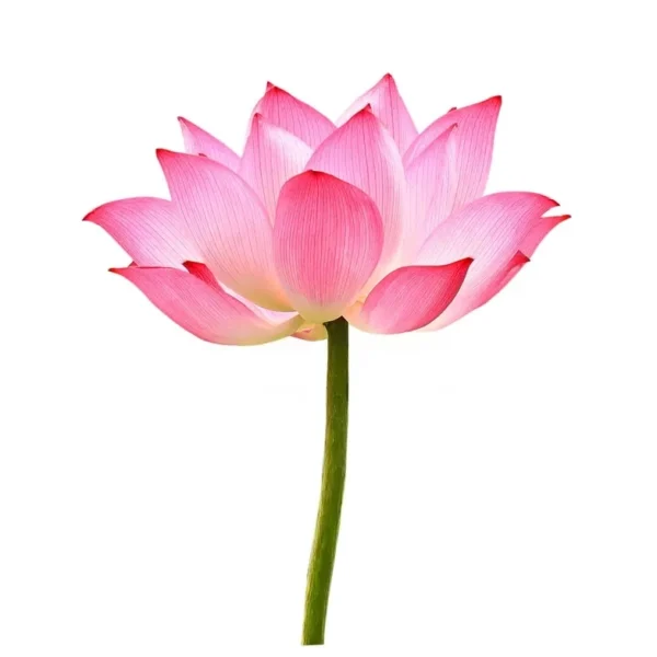 Lotus Flower